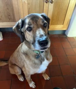 Me, mum and the dog’s first ever 5k!